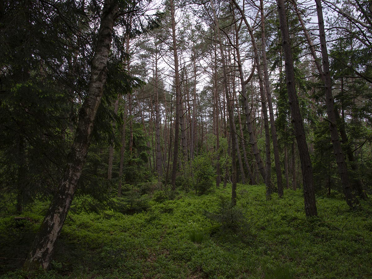 Hagelschäden an Pinus sylvestris